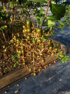 [A close view of a group of olive green seed pods hanging at the end of a leafy branch. There are probably close to two dozen pods all equally spaced on their own stems.]